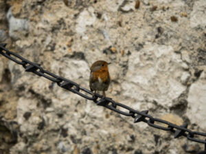 Vogel auf Stacheldraht - Thorsten Tanto