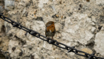 Vogel auf Stacheldraht - Thorsten Tanto
