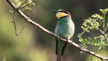 Bunter Vogel - Thorsten Tanto