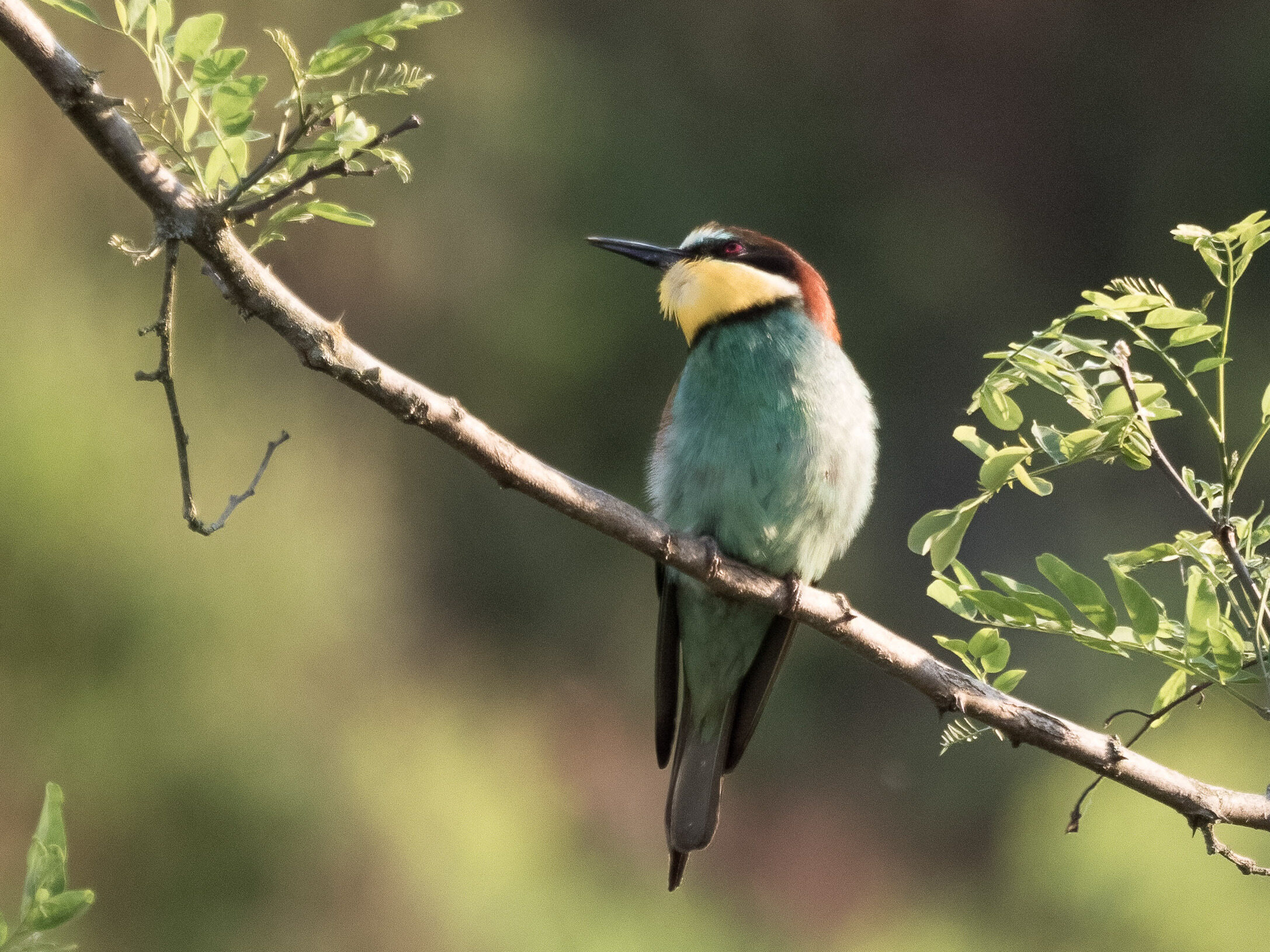 Bunter Vogel - Thorsten Tanto