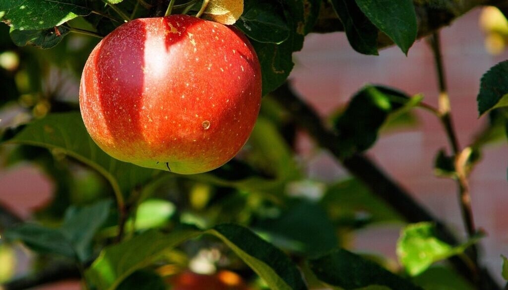 Apfel - pixabay