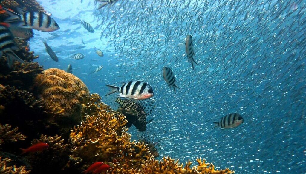 Korallenriff - pixabay