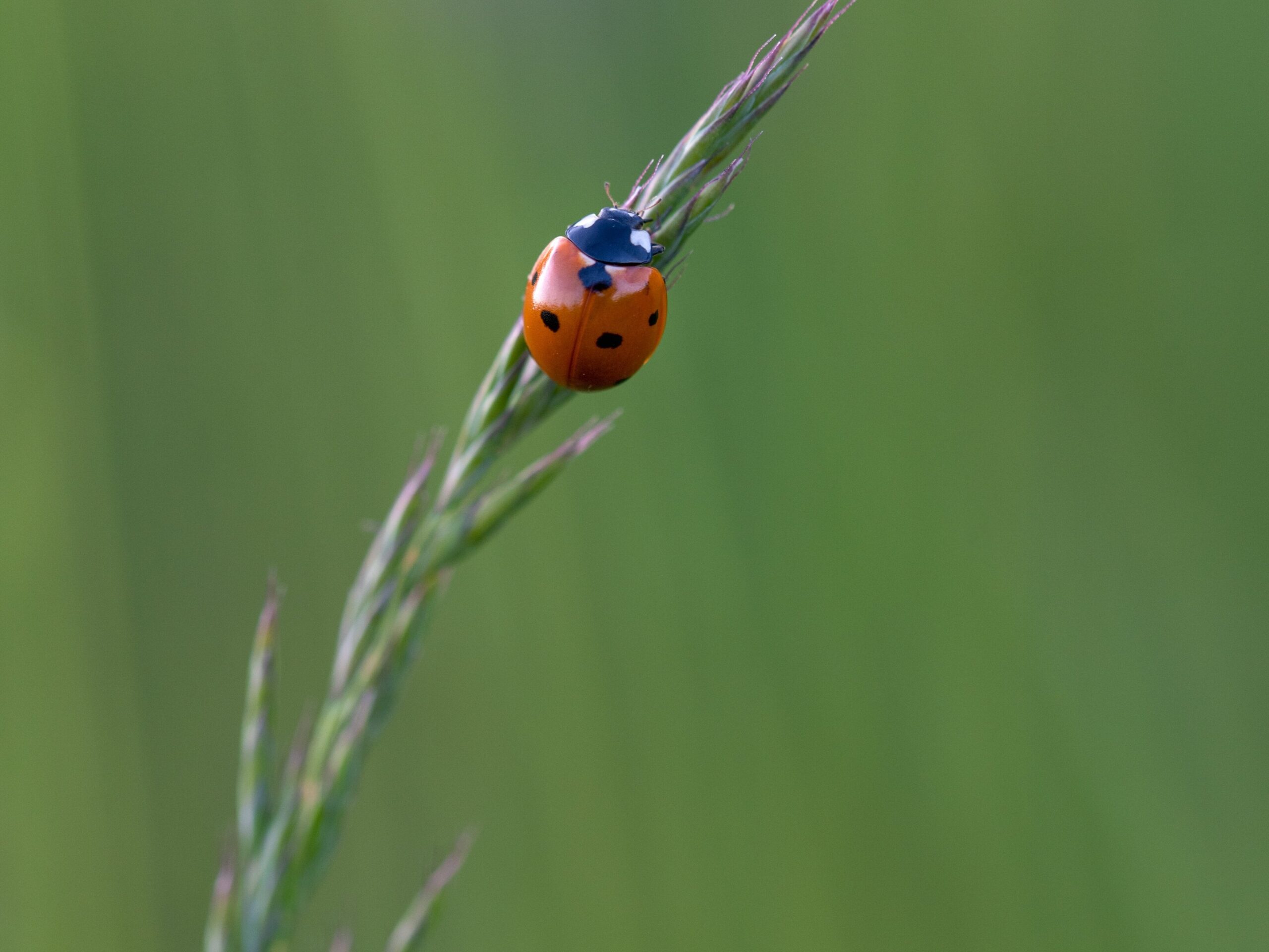 Marienkäfer - pixabay